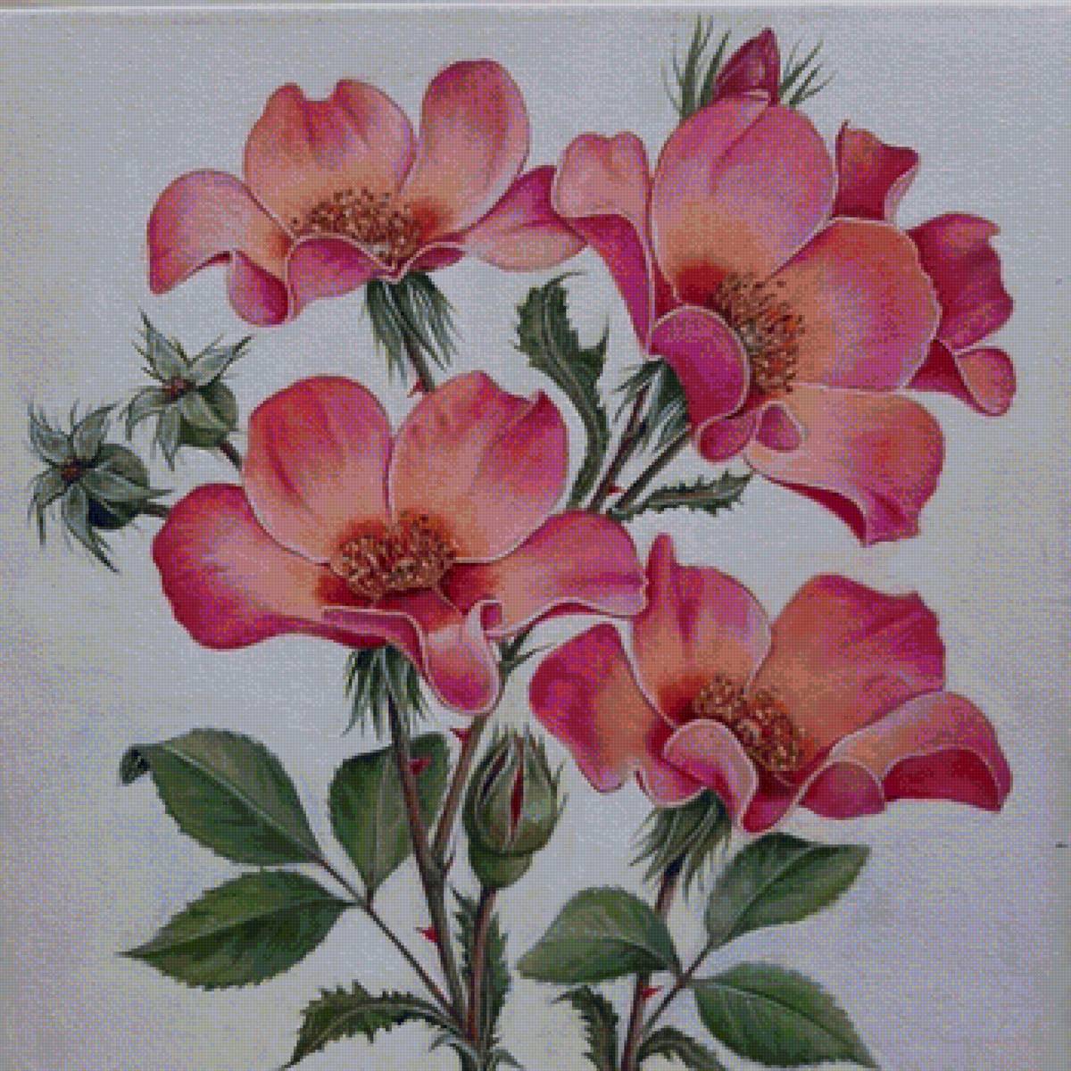 шиповник - цветы - предпросмотр