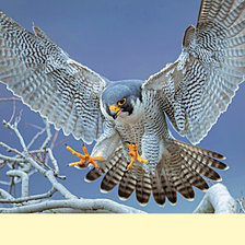 Схема вышивки «Серия "Птицы".»