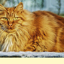 Схема вышивки «Серия "Коты"»