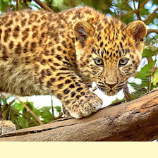 Схема вышивки «Серия "Хищники". Леопард»