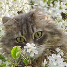 Схема вышивки «Дыхание весны»