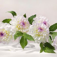 Схема вышивки «Белые георгины»