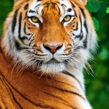 Схема вышивки «Тигр»