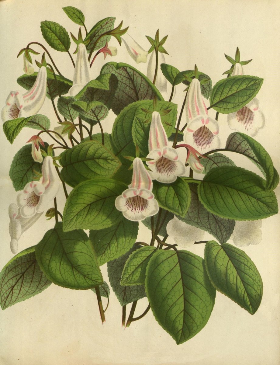 цветы - цветы - оригинал