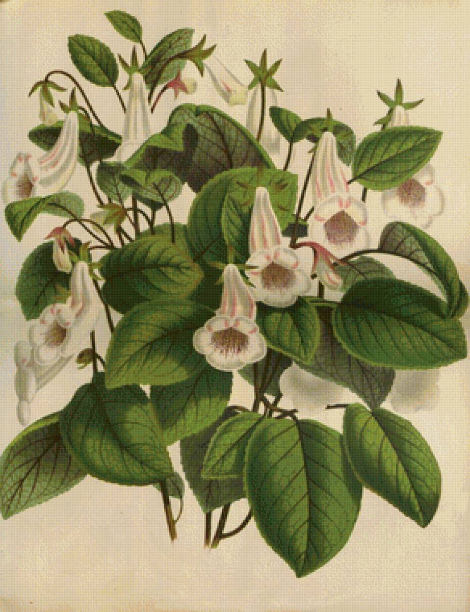 цветы - цветы - предпросмотр