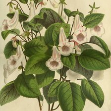 Схема вышивки «цветы»