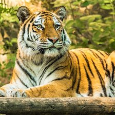 Схема вышивки «№2429590»