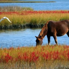 Схема вышивки «Лошадь возле озера»