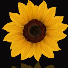 Схема вышивки «girassol»