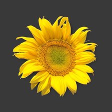 Схема вышивки «girrasol»