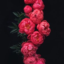 Схема вышивки «пионы»