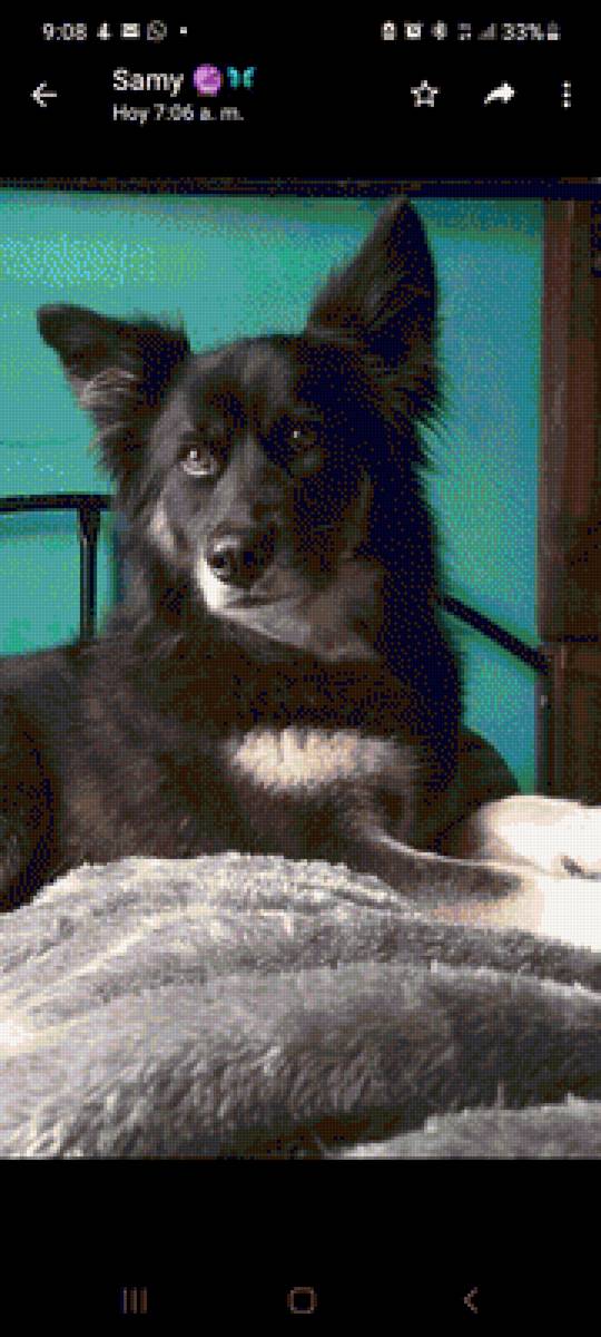 Kiara 2 - perrita - предпросмотр