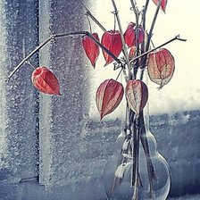 Схема вышивки «Физалис»