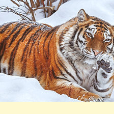 Схема вышивки «Серия "Хищники"»