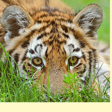 Схема вышивки «Серия "Хищники"»