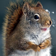 Схема вышивки «Белка»