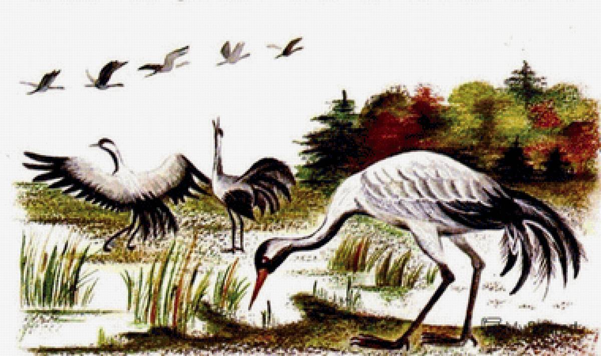 журавли - рисунок - предпросмотр