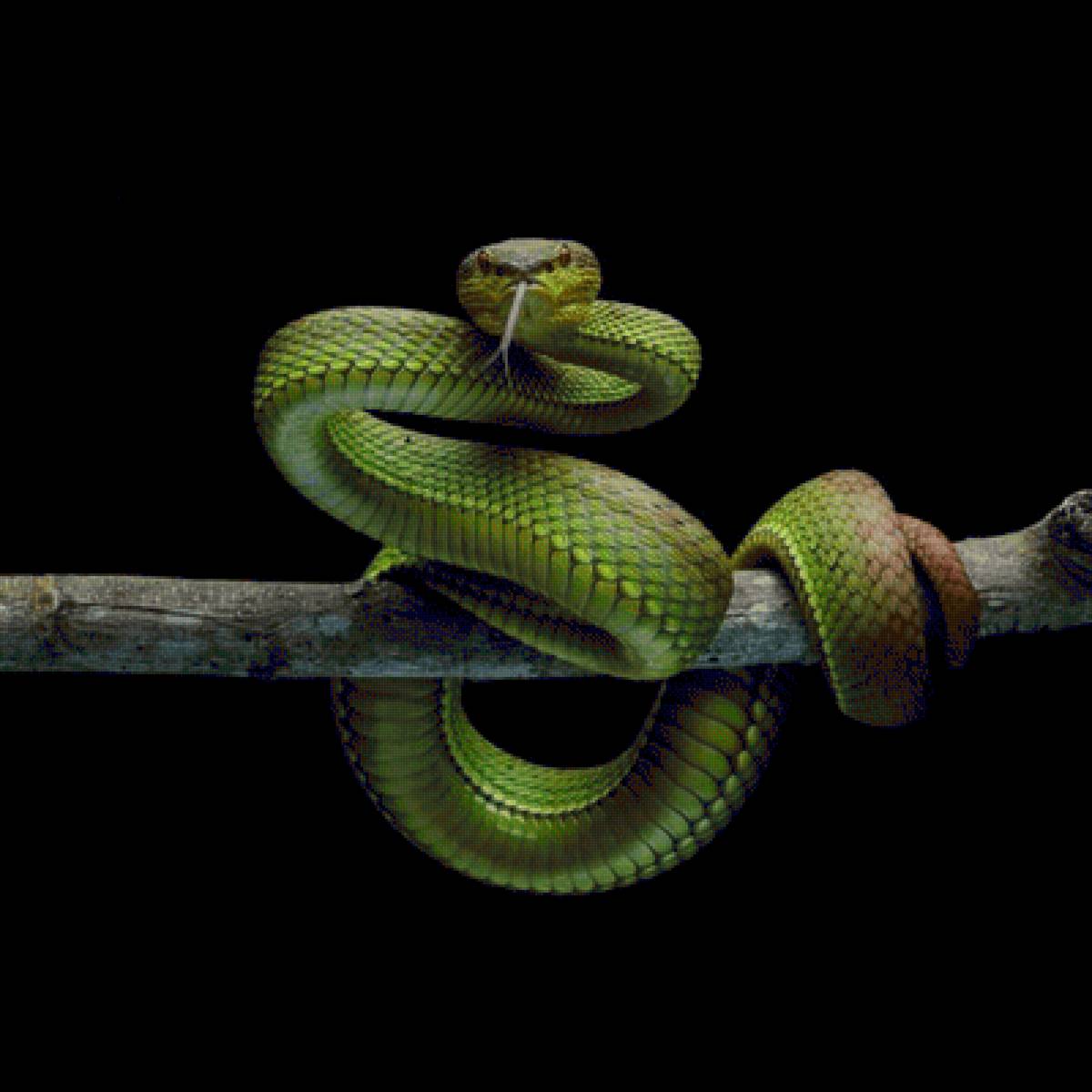 Змея - змея - предпросмотр