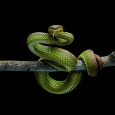 Схема вышивки «Змея»