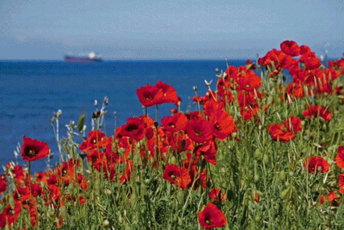 Маки - природа, цветы, маки, море - предпросмотр
