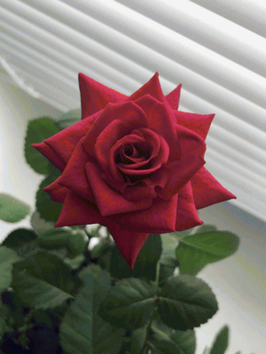 Роза - цветы, цветок, красная роза, роза - предпросмотр