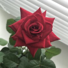 Схема вышивки «Роза»