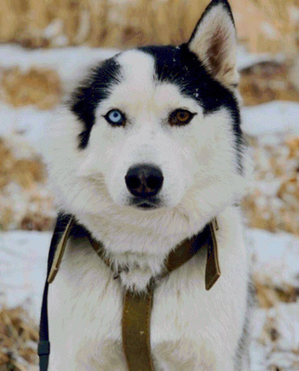 Хаски, Пьер Безухов - хаски, собака - предпросмотр