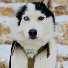 Схема вышивки «Хаски, Пьер Безухов»