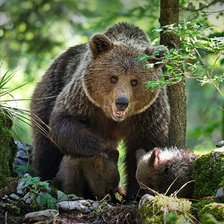 Схема вышивки «Семейка мишек»