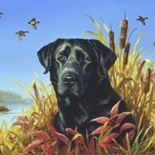 Схема вышивки «Собака»