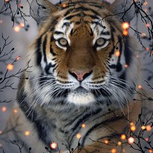 Схема вышивки «дикие»