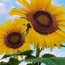 Hoa Hướng Dương