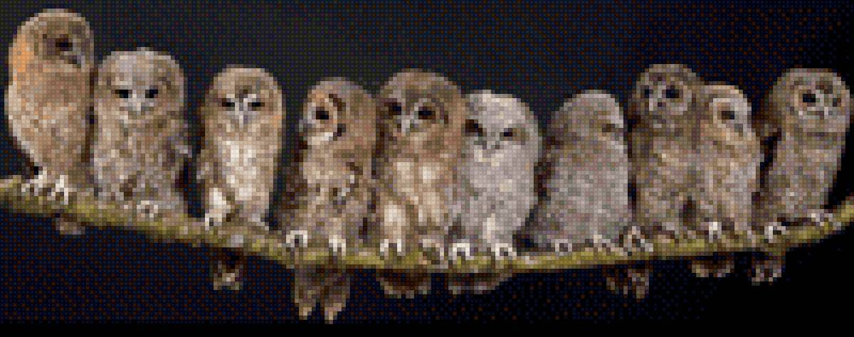 Совиная семья - птицы совы семья природа животные - предпросмотр