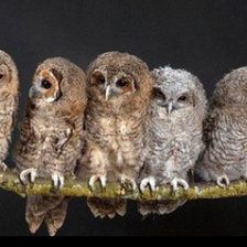 Схема вышивки «Совиная семья»