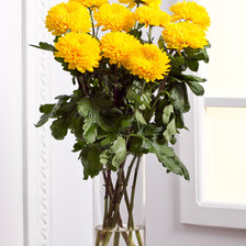 Схема вышивки «Жёлтые хризантемы»