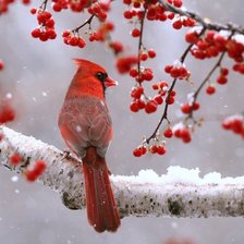 Схема вышивки «Птичка на рябине»