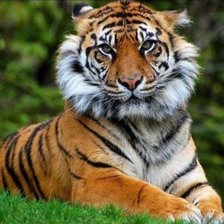 Схема вышивки «№2432993»