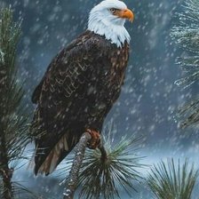 Схема вышивки «águila blanca»