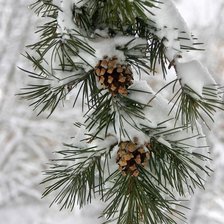 Схема вышивки «Сосна и снег»