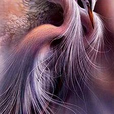 Схема вышивки «птицы 01»