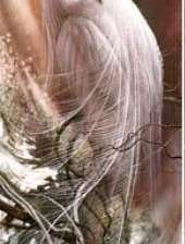 Схема вышивки «птицы 04»