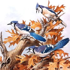 Схема вышивки «птицы»