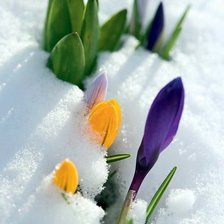 Первые цветы