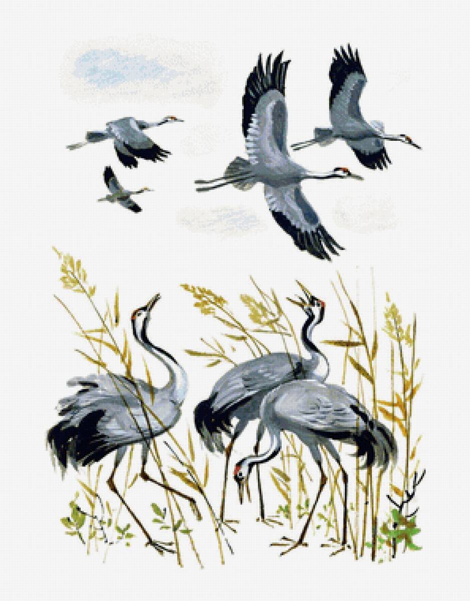 журавли - птицы - предпросмотр
