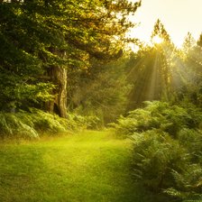 Схема вышивки «Лесная опушка»