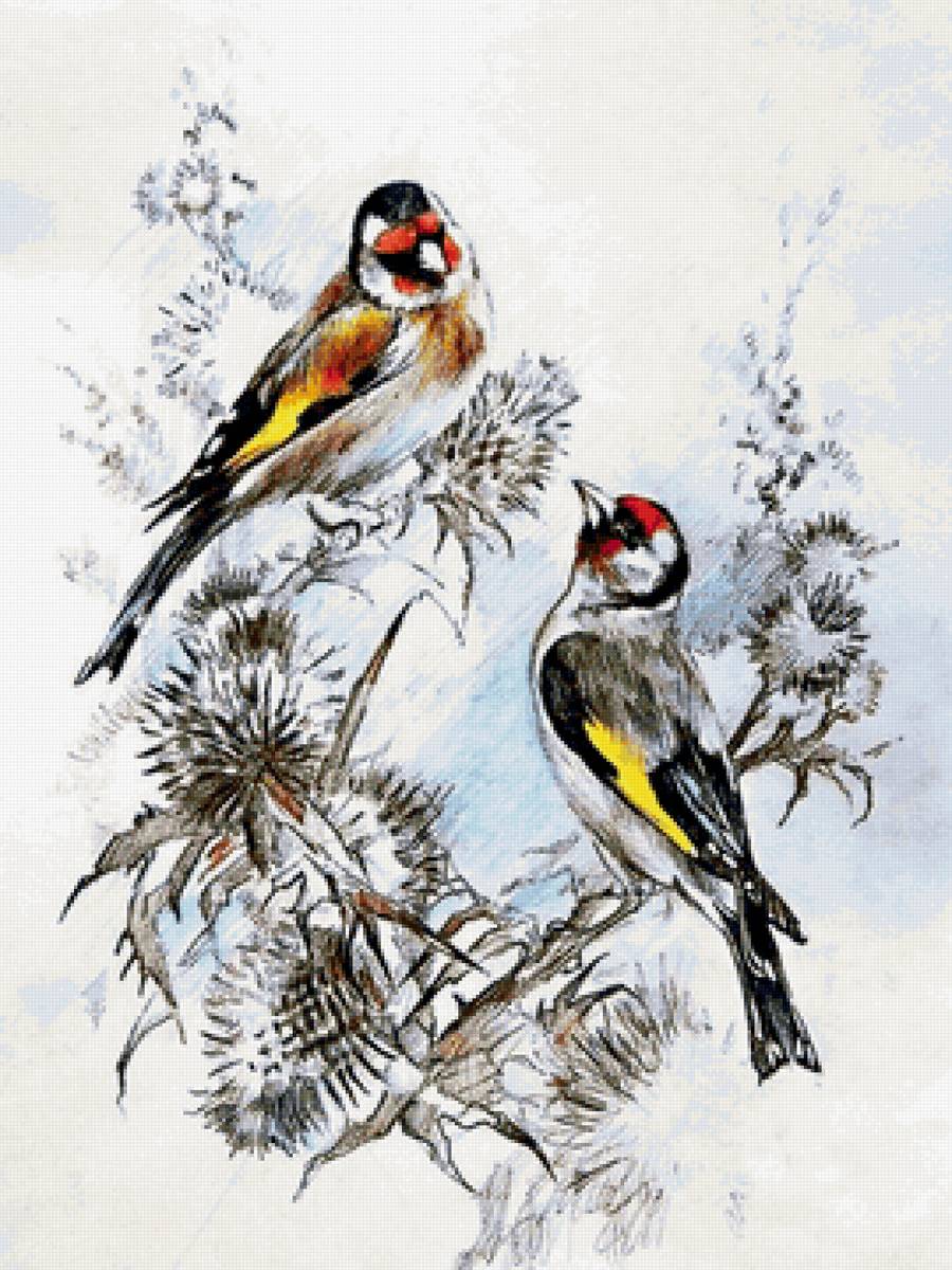 щеглы - птицы - предпросмотр