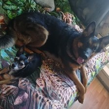 Схема вышивки «Мои любимцы»