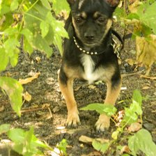 Схема вышивки «Арчик»