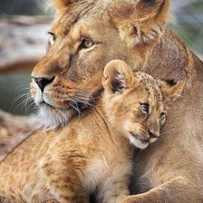 Схема вышивки «Львы»