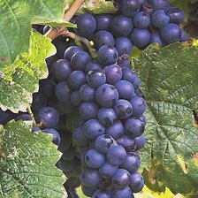 Схема вышивки «№2435520»